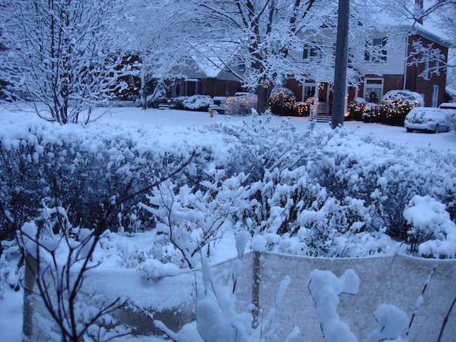 Overwintering Roses